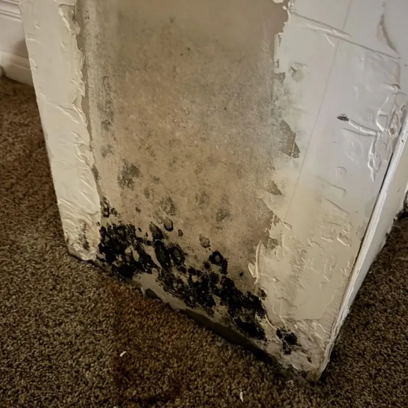 Professional Mold Removal in Grainger County, TN